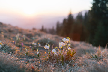 Spring snowdrops in the wilderness