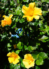 Yellow hibiscus flower in bloom