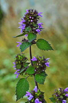 Blossoms of Ballota nigra, the black horehound.