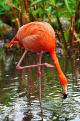A pink flamingo birds standing on one leg