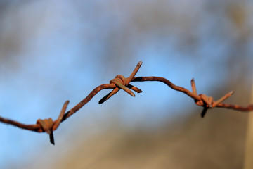 Rusty barbed wire on blue sky and forest background. Concept of boundary, prison or war