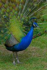 Colorful green and blue male peacock bird with its plume feathers tail fully opened