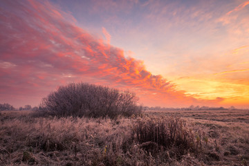 Hoarfrost in the meadow in Oborskie Meadows, Konstancin Jeziorna, Poland