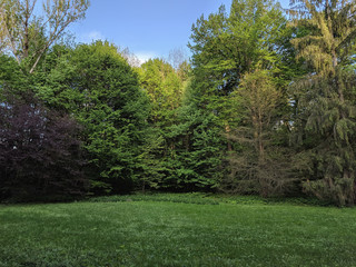 impenetrable thickets in a pine forest