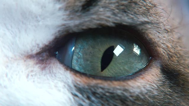  Сloseup of a cat eye. The eye is looking at the camera.