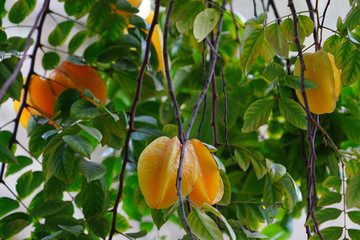 Starfruit (Averrhoa Carambola) growing on a tree