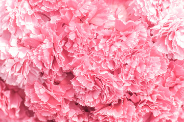 Selective focus Beautiful Pink flowers background. Abstract soft sweet pink flower background .Beautiful pink roses flower blossom flower background design floral. Valentine ’s Day background