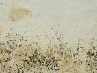 dirty wall with mold texture