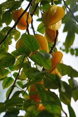 Starfruit (Averrhoa Carambola) growing on a tree