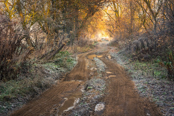 Road in the forest during a frosty morning in Oborskie Meadows, Konstancin Jeziorna, Poland