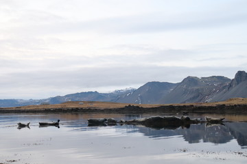 Seals in Ytri Tunga