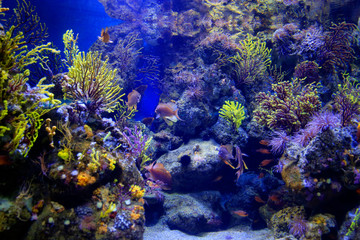 Naklejka na ściany i meble Beautiful marine animals in the aquarium