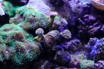 Fototapeta na wymiar Beautiful colorful underwater marine life