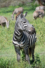 Fototapeta na wymiar Zebra looking African wildlife closeup portrait Tanzania Africa