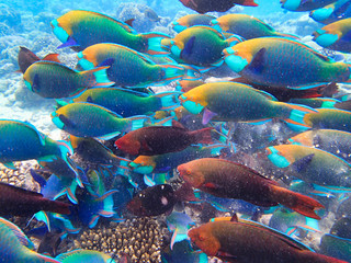 Naklejka na ściany i meble Parrotfishes (Scaridae) - Kuramathi Maldives