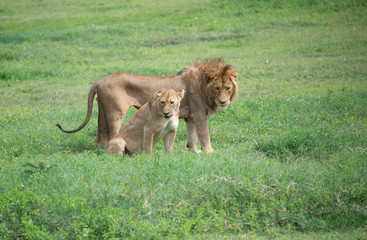 African male lion and female lioness African wildlife on the grassy plains of the Serengeti, Tanzania, Africa