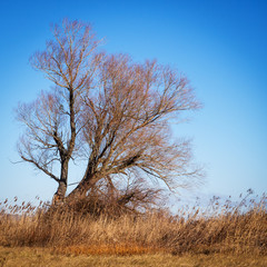 Willow tree on lake neusiedlersee in Burgenland