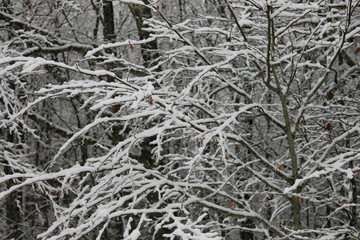 Fully snowy dry tree branches