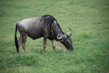 Wildebeest African wildlife is grazing in Tanzania, Africa