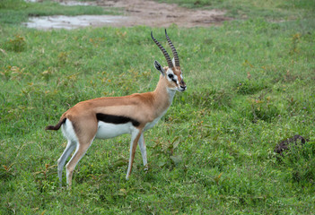 homsons gazelle male buck with long ringed horns African wildlife in Tanzania Africa