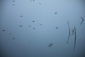 Fototapeta premium mating aquatic insects water meter on the pond