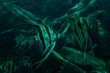 Fishes in the aquarium. Classic blue color. 