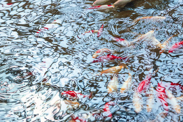 Koi. The background of many colored of fish.