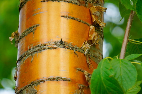 A tree with bronze bark.  Prunus maackii, commonly called the Manchurian cherry or Amur chokecherry, is a species of cherry native to Korea and both banks of the Amur Rive