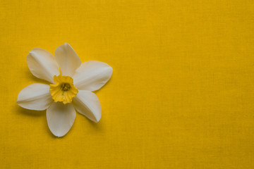 daffodil narcissus inflorescence on bright yellow. Spring colorful background with copy space for your text. template blank for spring cards and banner