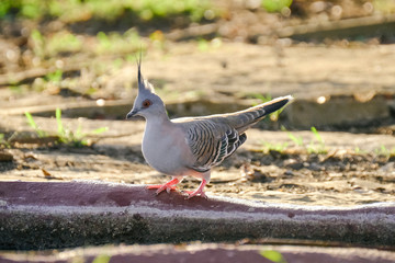 Some birds in some cities in Australia