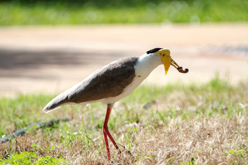Some birds in some cities in Australia