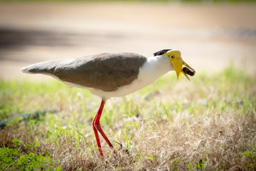 Some birds in some cities in Australia