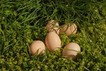 Natural raw beige color chicken eggs lie on a green juicy grass. Easter eco background. healthy food, ingredients for a healthy dish. Protein of chicken eggs in the diet.