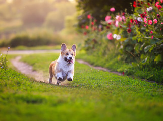 puppy dogs a red Corgi runs quickly along a green path in a summer blooming garden with his tongue hanging out on the green grass