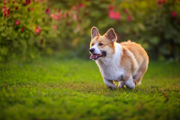 Naklejka na ściany i meble beautiful puppy dogs a red Corgi runs quickly along a green path in a summer blooming garden with his tongue hanging out on the green grass