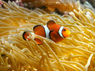 イソギンチャクで遊ぶ可愛いカクレクマノミ達