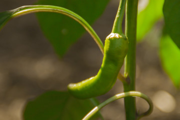 small green fresh hot chili peppers growing on a foliage branch close-up. cultivation of natural eco vegetables, farm agriculture, gardening. spicy natural pepper spices authentic cuisine