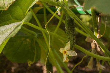 small green fresh cucumber with inflorescence grows on a foliage branch. cultivation of natural eco vegetables, farm agriculture, gardening. eco natural ingredients vegetarian vegan authentic cuisine