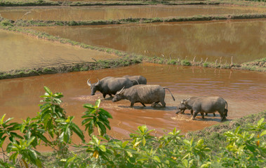 buffalo Vietnam rice paddy