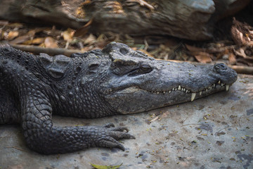 Crocodile sleep sunning on the bank