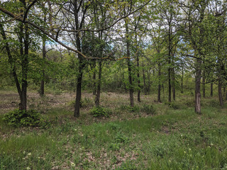 impenetrable thickets in a pine forest