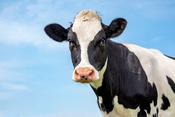 Keuken spatwand met foto Adult black and white cow, gentle look, in front of  a blue sky. © Clara