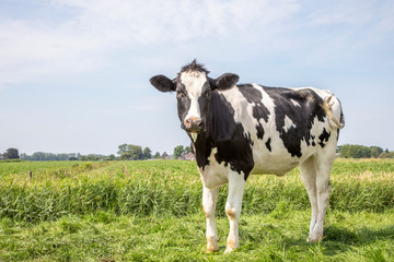 Black pied cow, friesian holstein, in the Netherlands, standing on a field at the background a blue sky.