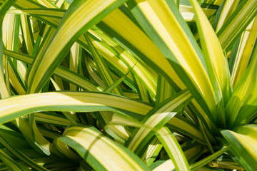  brought green leaves of a plant for background