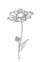 Outline flower chamomile, branch and leaves. Isolated on white background.  Hand drawn. Doodle style. For floral design, prints, greeting card, textiles, invitations. Vector stock illustration.