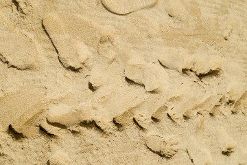  tire marks on a sandy beach