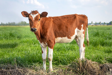 Fototapeta na wymiar Cow calf, looks like a baby deer, red and white in a green field