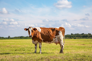Fototapeta na wymiar Red brown dairy cow with large udder stands proudly in a pasture