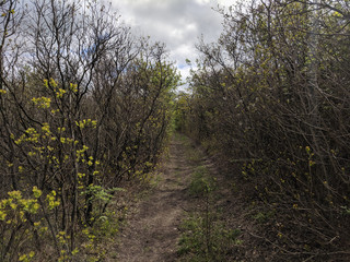 impenetrable thickets in a pine forest