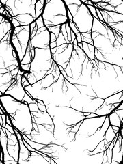 Obraz premium branch of tree silhouette on white background